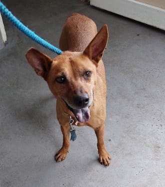 Photo of No. AAAHG1130127004, Adult · Female · Medium · Mixed breed