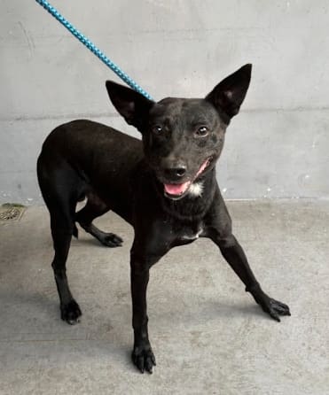 Photo of No. AAAHG1130127005, Adult · Male · Medium · Mixed breed