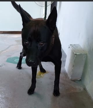 Photo of No. AAAHG1130127006, Adult · Male · Medium · Mixed breed