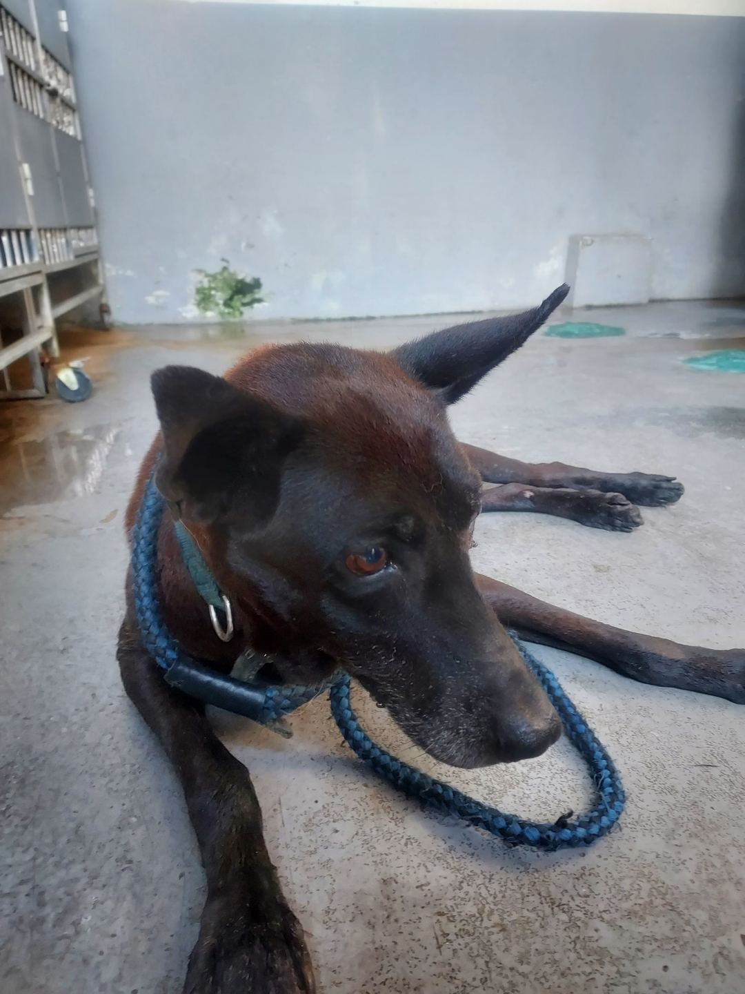 Black adult female mixed-breed dog, Medium, shelter no. …7007