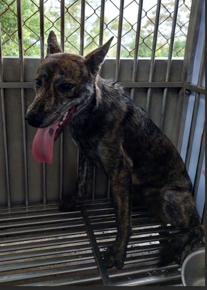 Photo of No. AAAHG1130127010, Adult · Male · Medium · Mixed breed