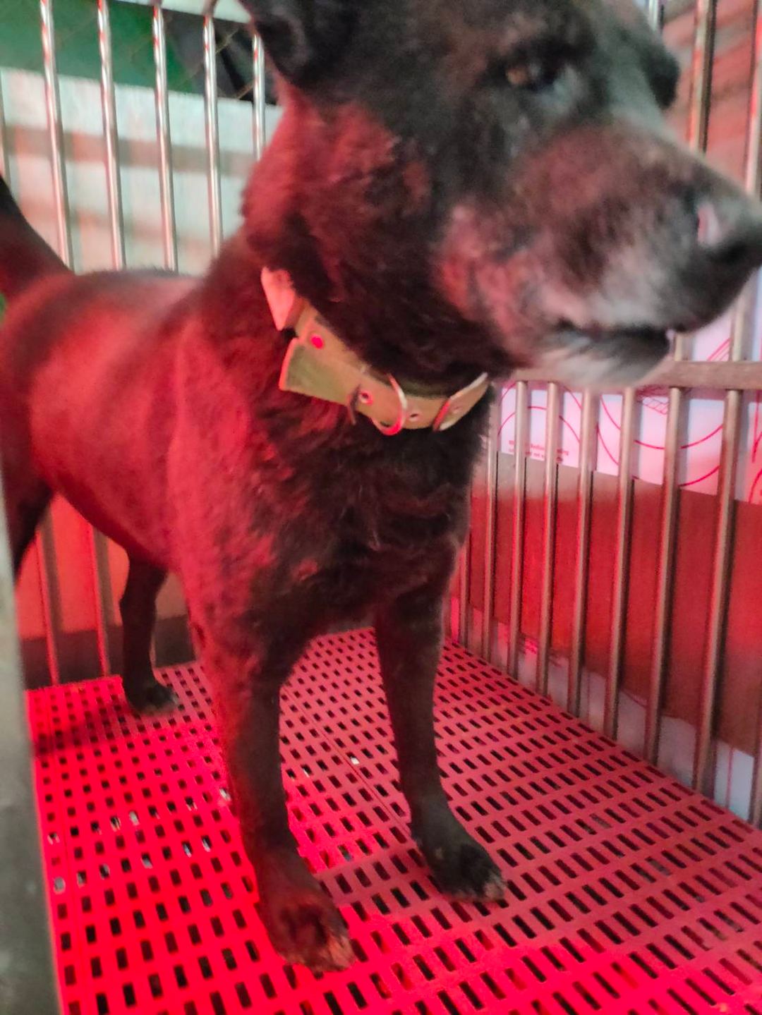 Black adult male mixed-breed dog, Medium, shelter no. …7008