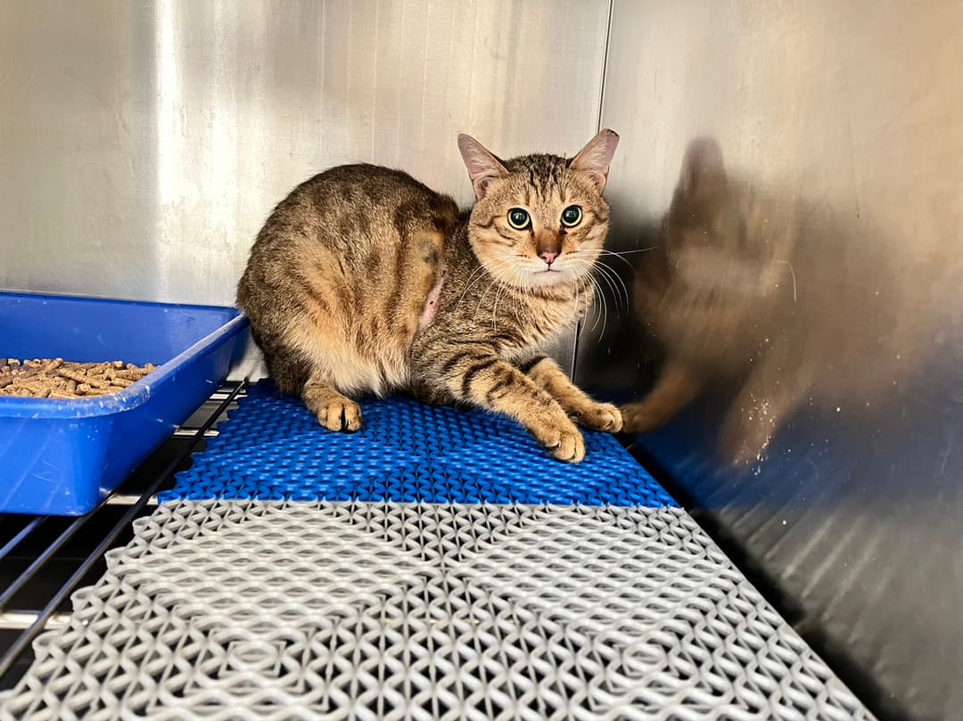 Photo of No. CAAAG1130129004, Adult · Male · Medium · Mixed breed