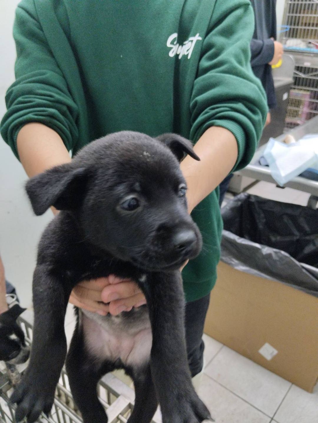 Photo of No. TAAAG1130130001, Young · Female · Small · Mixed breed