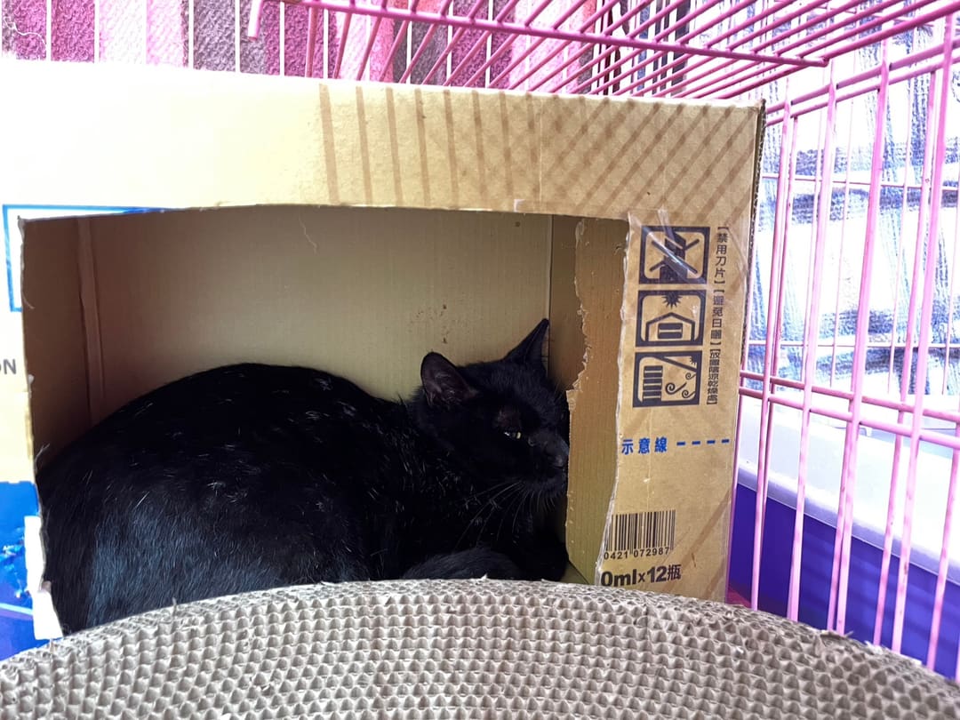 Photo of No. VAAAG113013002, Adult · Male · Medium · Mixed breed