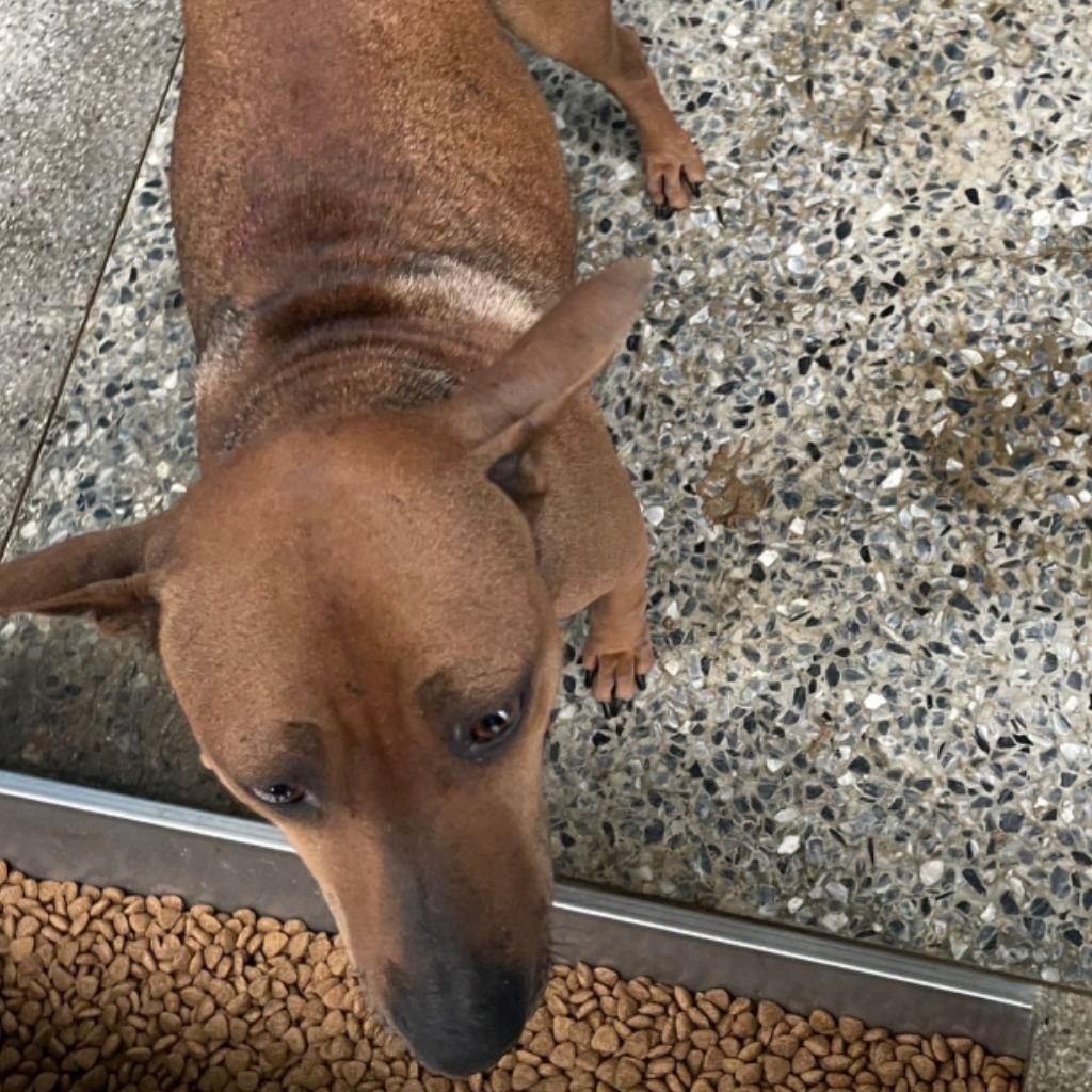 Photo of No. EAAAG1130130013, Adult · Female · Large · Mixed breed