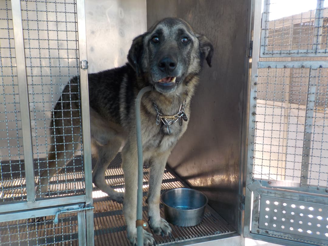 Photo of No. HAAAG1130131782, Adult · Male · Large · Caucasian Shepherd Dog