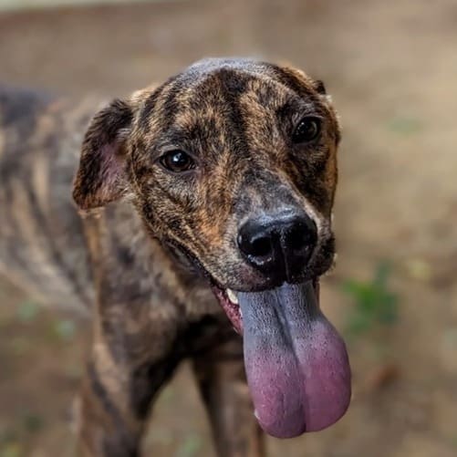 Photo of No. RAAAG1110505004, Young · Male · Small · Mixed breed