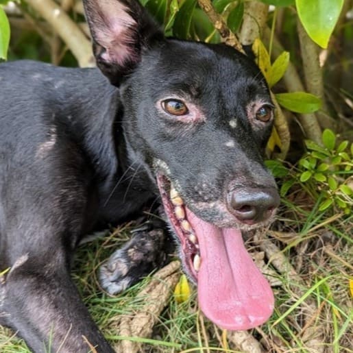 Black young male mixed-breed dog, Small, shelter no. …1006