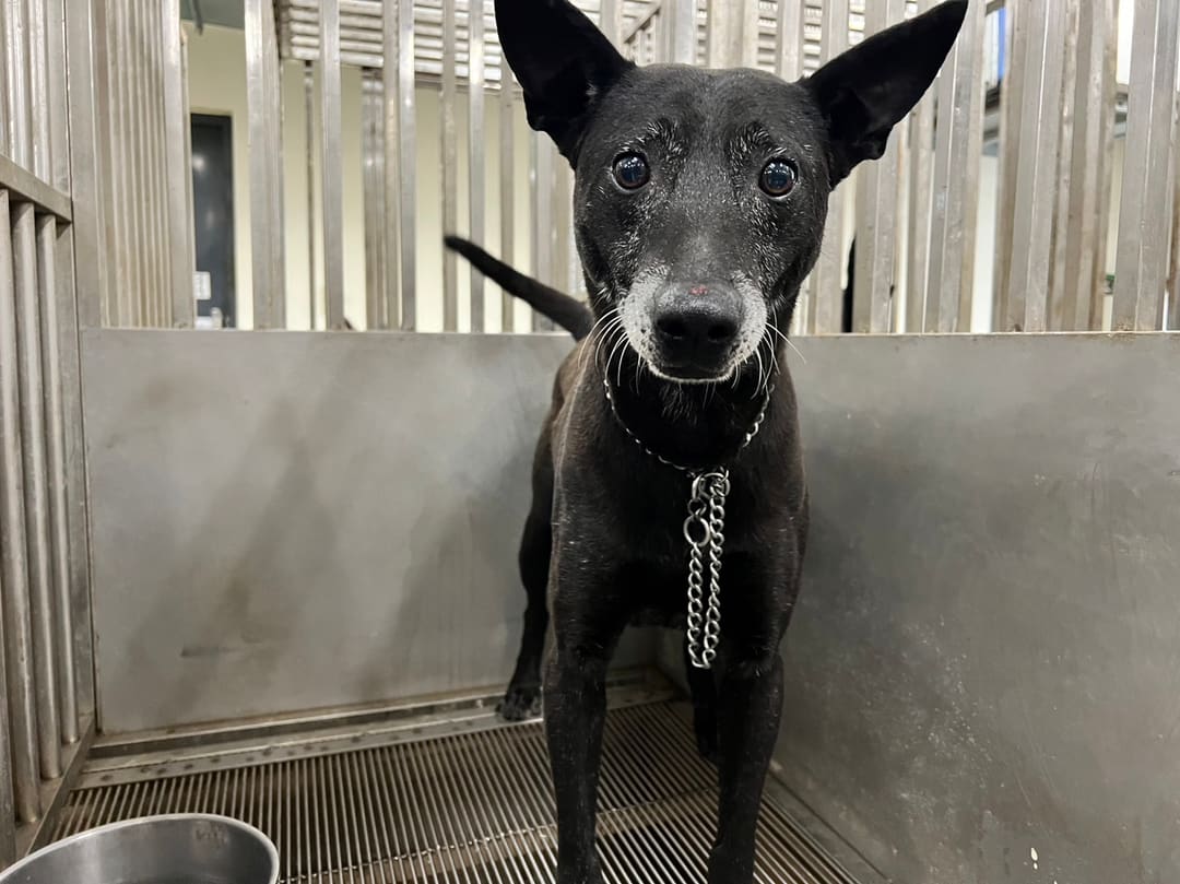 Photo of No. CAAAG1130202001, Adult · Male · Medium · Mixed breed