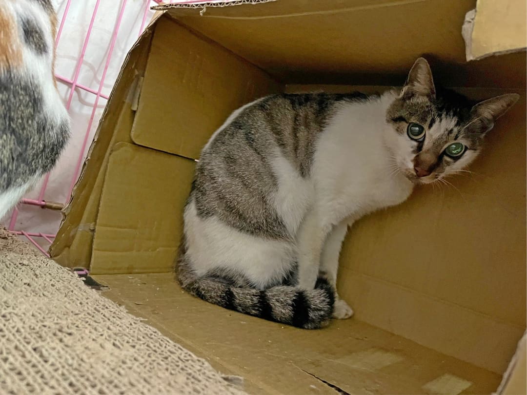 Tabby-and-white adult female mixed-breed cat, Small, shelter no. …0204