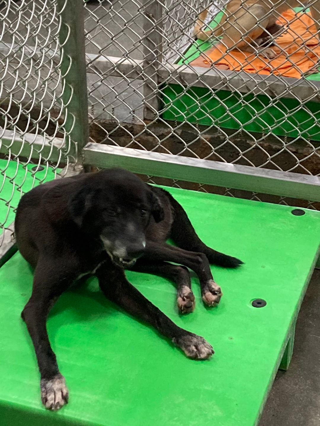Photo of No. NAAAG1110615003, Adult · Female · Medium · Mixed breed