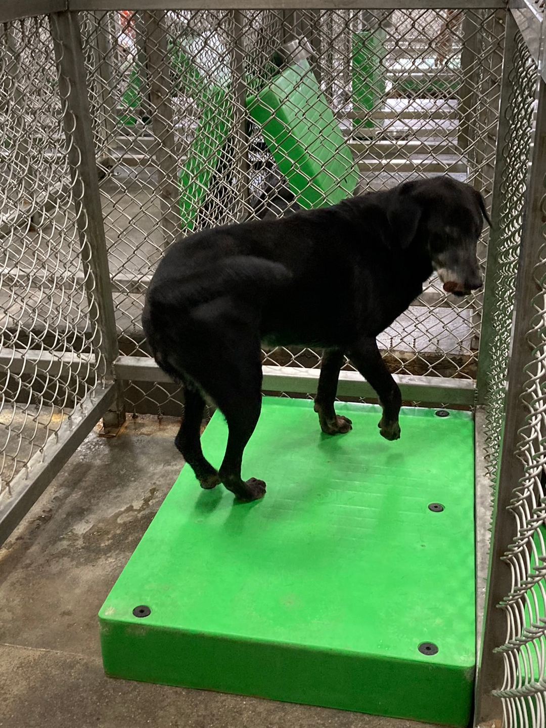 Photo of No. NAAAG1100825004, Adult · Female · Large · Mixed breed