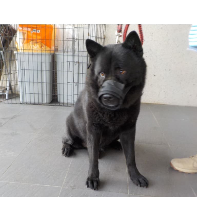 Photo of No. HAAAG1130202813, Adult · Male · Medium · Mixed breed