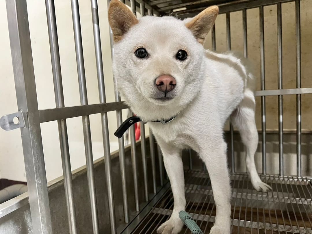 Photo of No. CAAAG1130216001, Adult · Female · Small · Shiba Inu