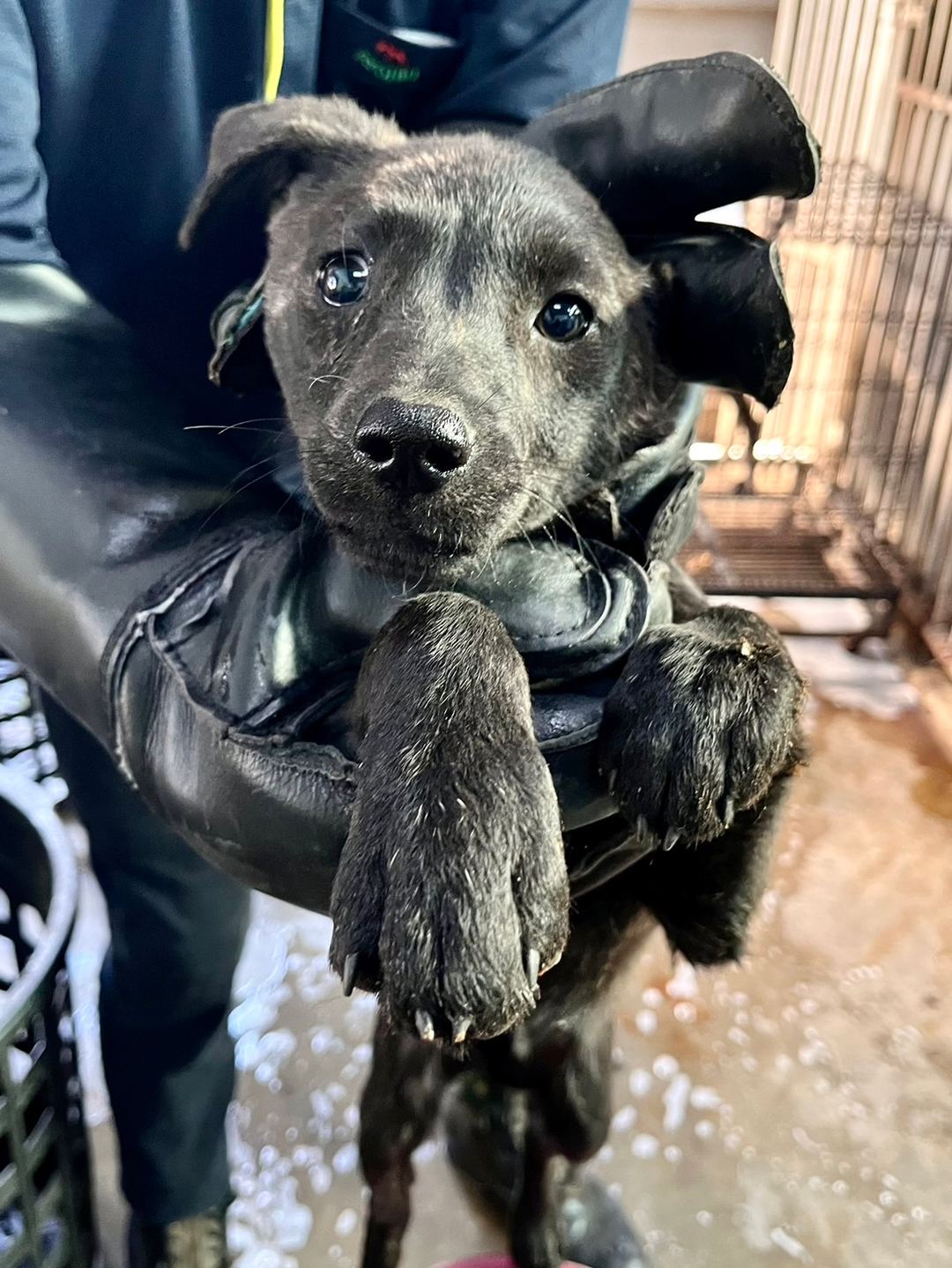 Photo of No. GAAAG1130217005, Young · Female · Small · Mixed breed