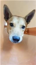 Photo of No. EAAAG1130217011, Adult · Male · Large · Mixed breed
