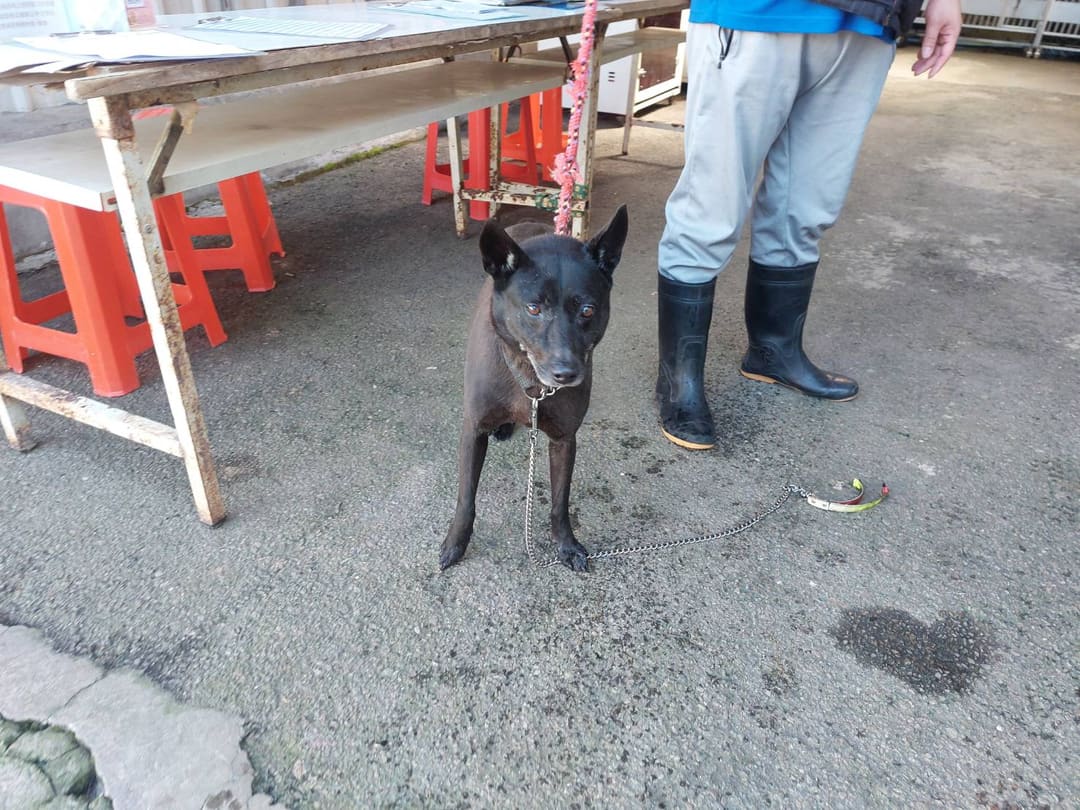 Photo of No. AAAEG1130217001, Adult · Male · Medium · Mixed breed