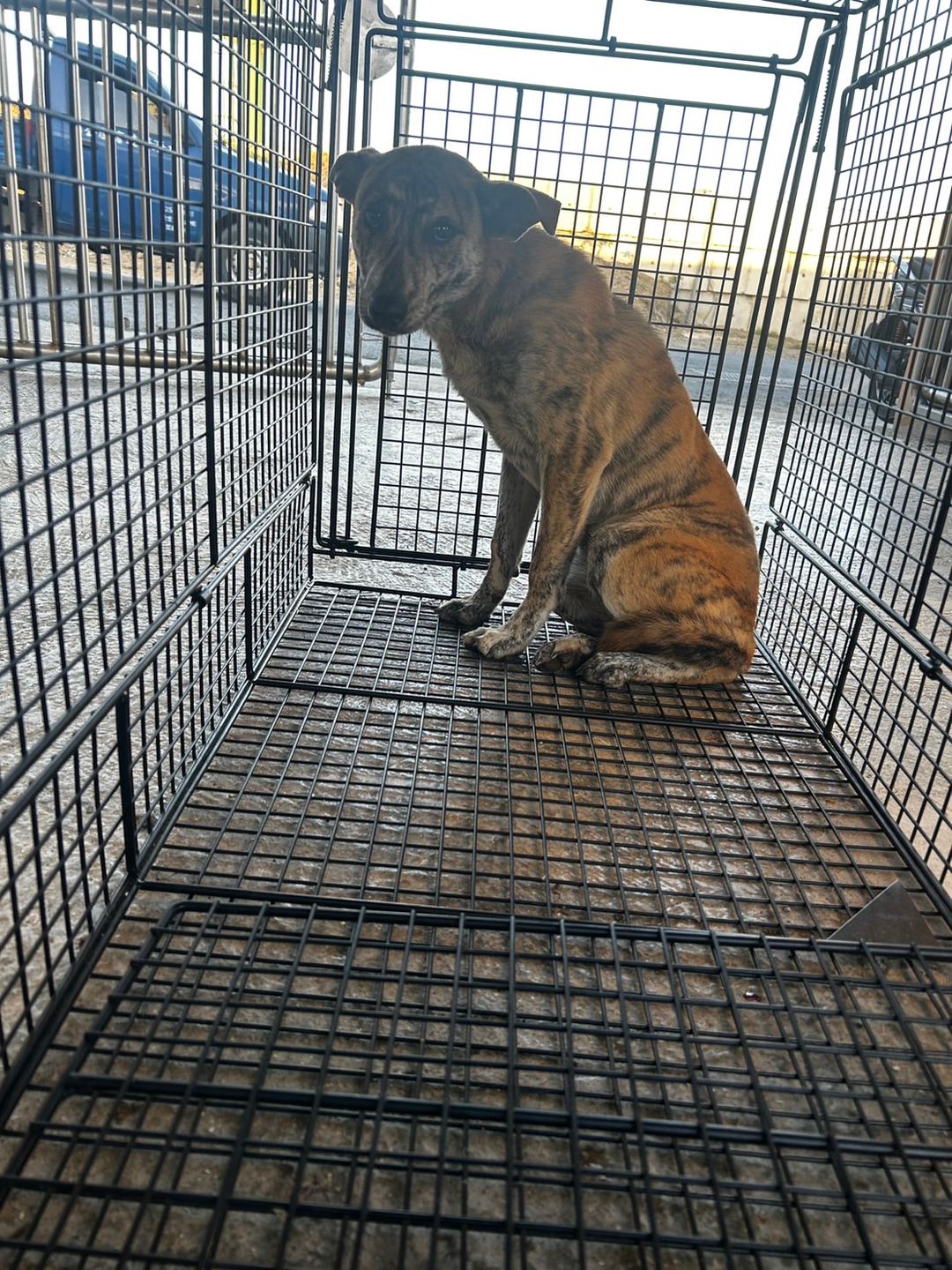 Photo of No. PAAAG1130220007, Adult · Female · Large · Mixed breed
