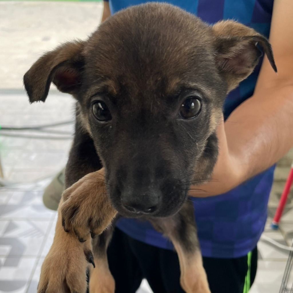 Photo of No. EAAAG1130223025, Young · Female · Small · Mixed breed