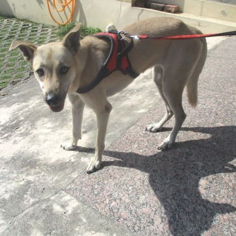 Photo of No. LAABG113022205, Adult · Female · Large · Mixed breed