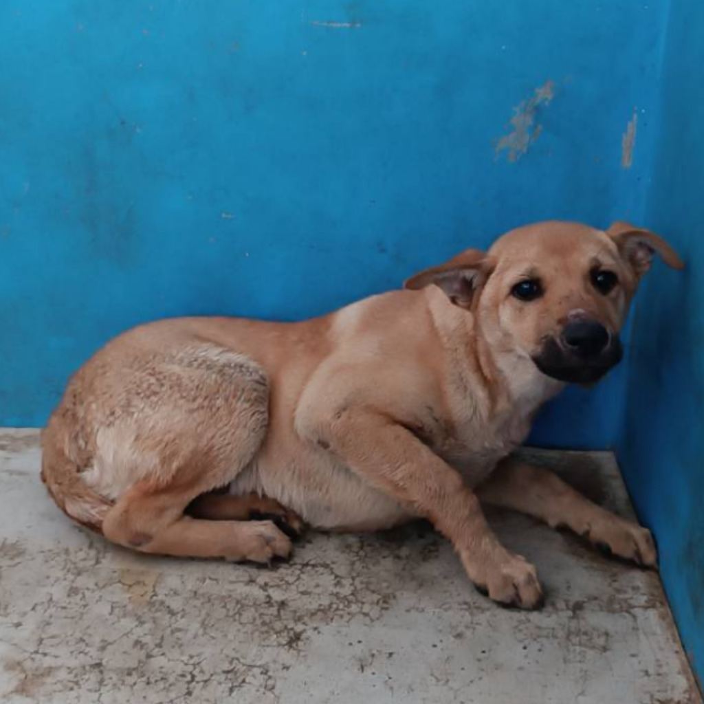 Photo of No. EAAAG1130223029, Adult · Female · Large · Mixed breed
