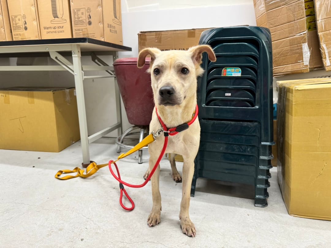 Photo of No. VAAAG113022404, Adult · Female · Medium · Mixed breed