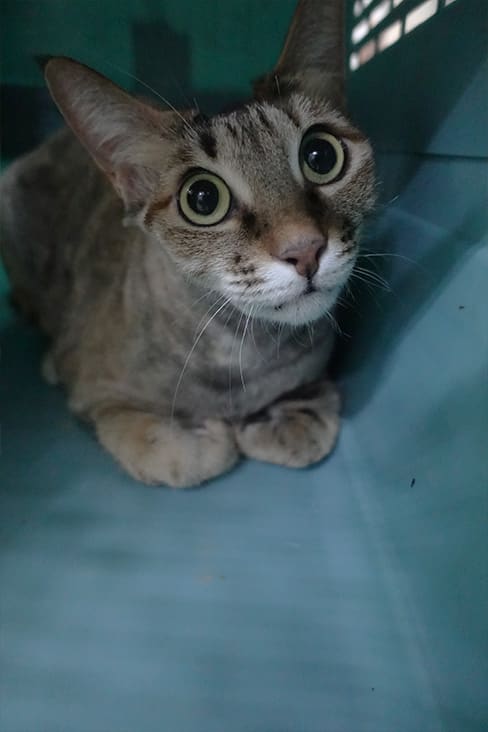 Photo of No. 1130368, Adult · Female · Large · Mixed breed