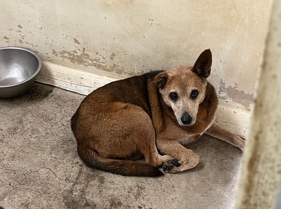 Photo of No. VAAAG113022502, Adult · Female · Medium · Mixed breed