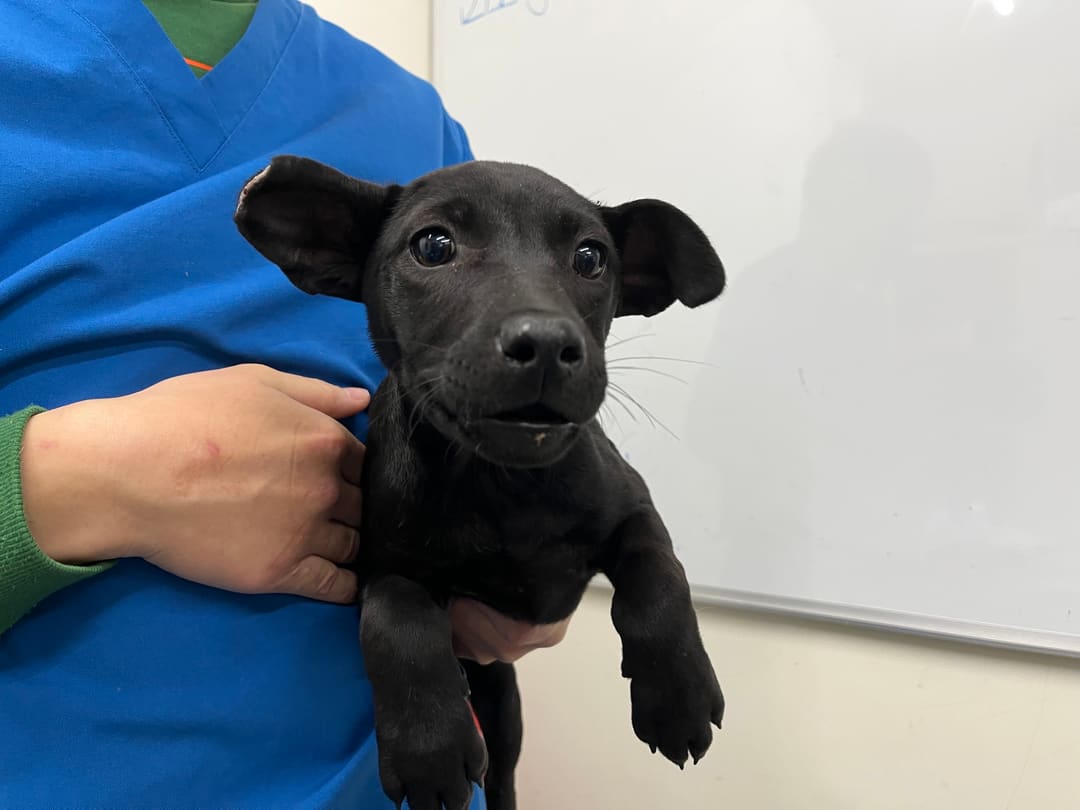 Photo of No. VAAAG113022605, Young · Female · Small · Mixed breed