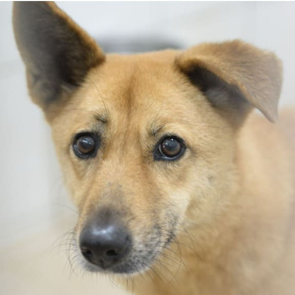 Photo of No. DAAAG1100815003, Adult · Female · Medium · Mixed breed