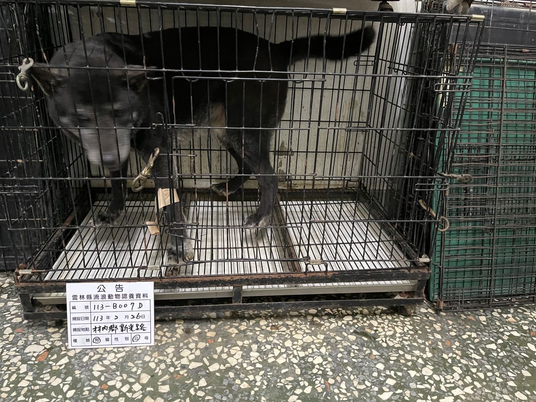Photo of No. 113-B007D, Adult · Male · Large · Mixed breed