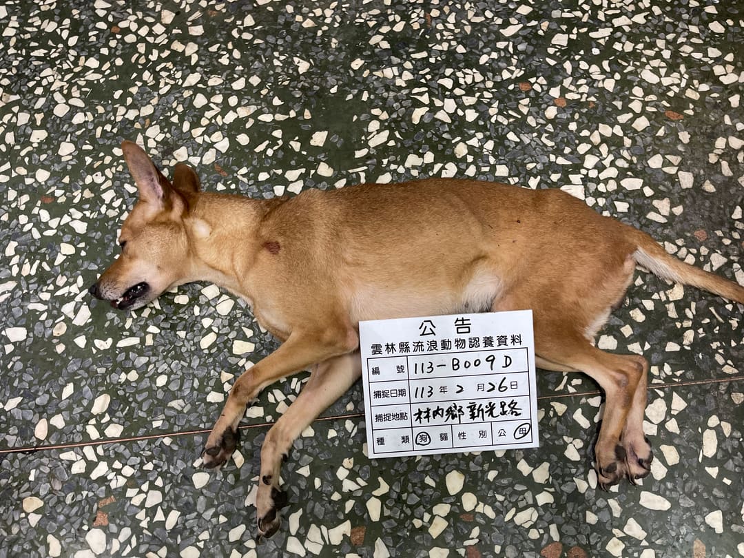 Tan adult female mixed-breed dog, Large, shelter no. …009D