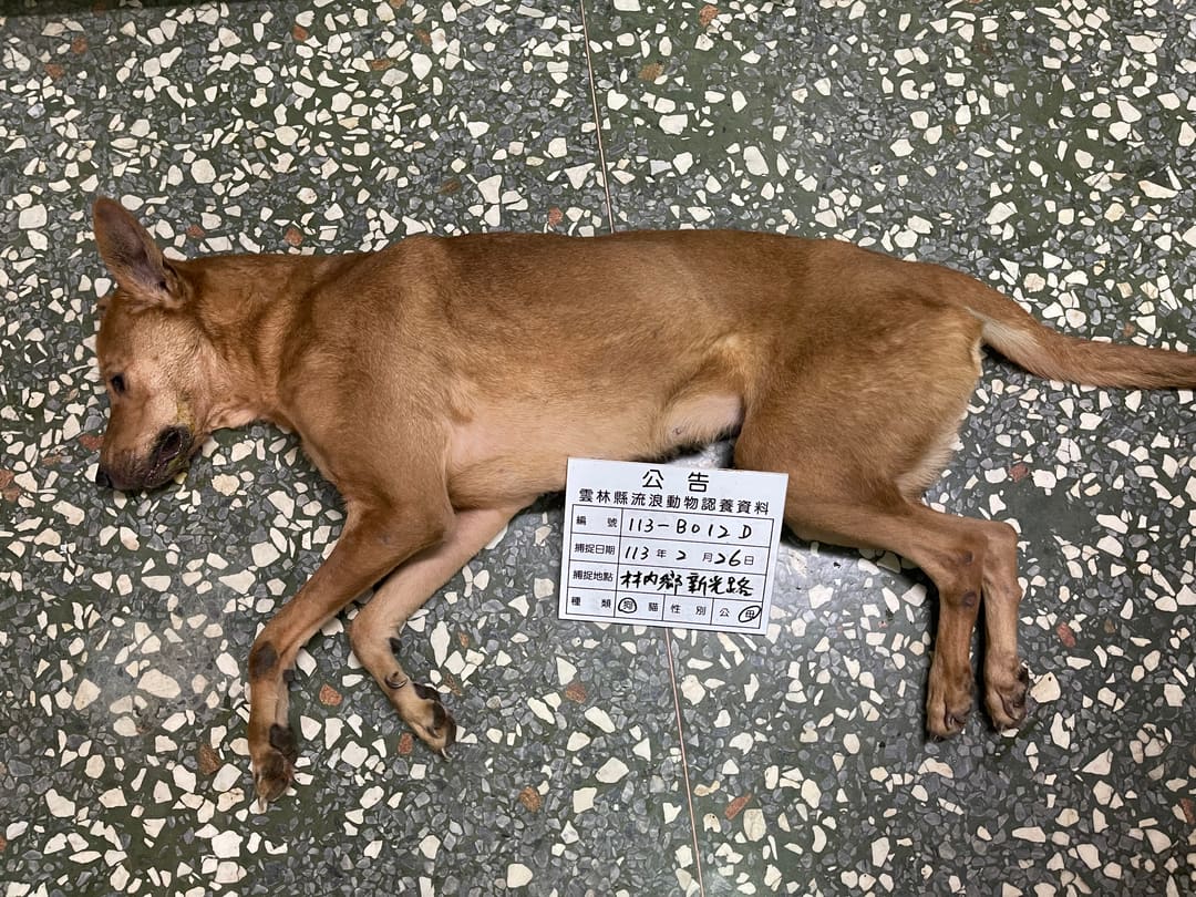 Photo of No. 113-B012D, Adult · Female · Large · Mixed breed
