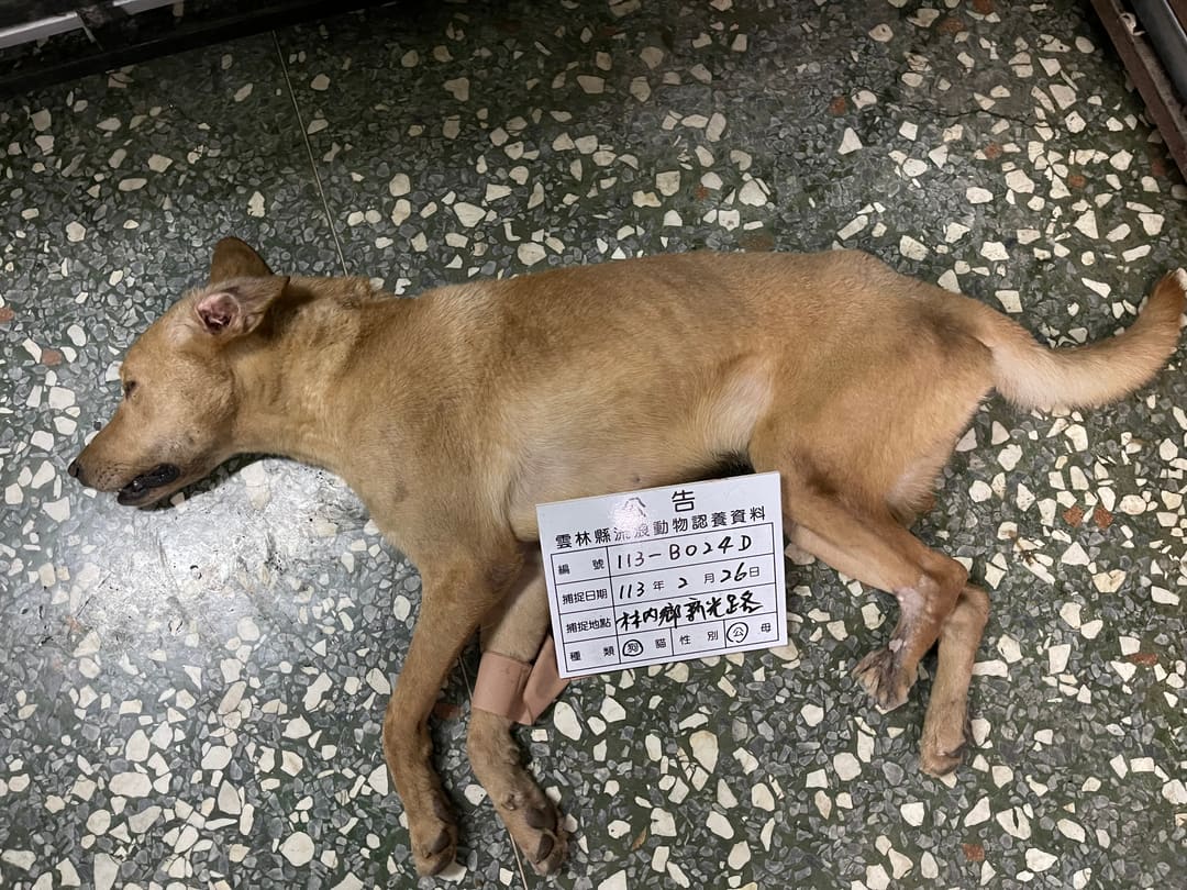 Photo of No. 113-B024D, Adult · Male · Large · Mixed breed