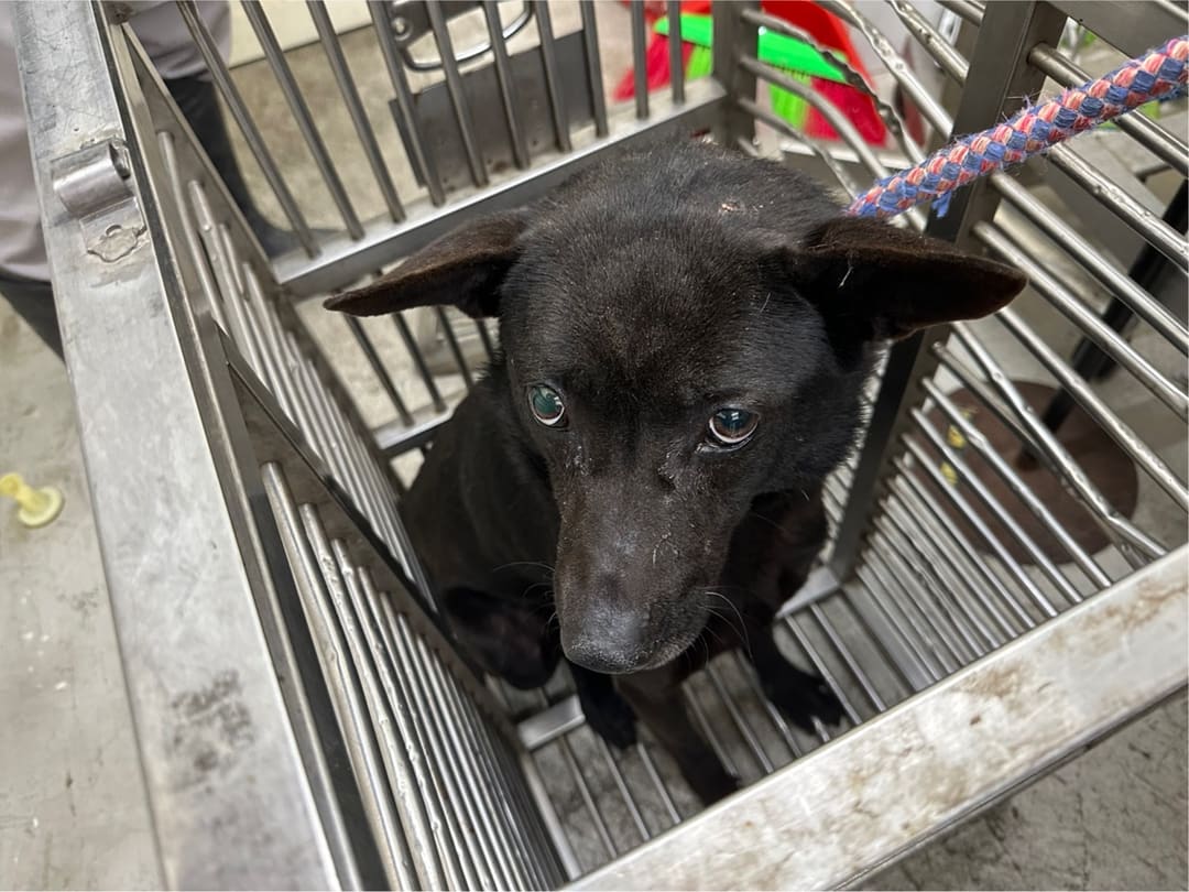 Photo of No. VAAAG113022706, Adult · Male · Medium · Mixed breed