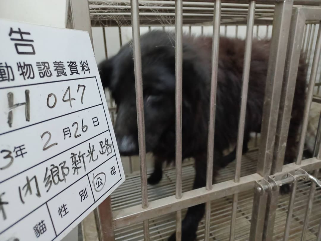 Photo of No. 113-H047D, Adult · Male · Large · Mixed breed