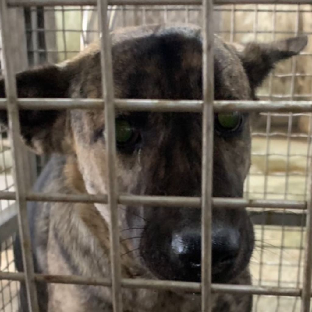 Photo of No. S130104-03, Adult · Female · Medium · Mixed breed