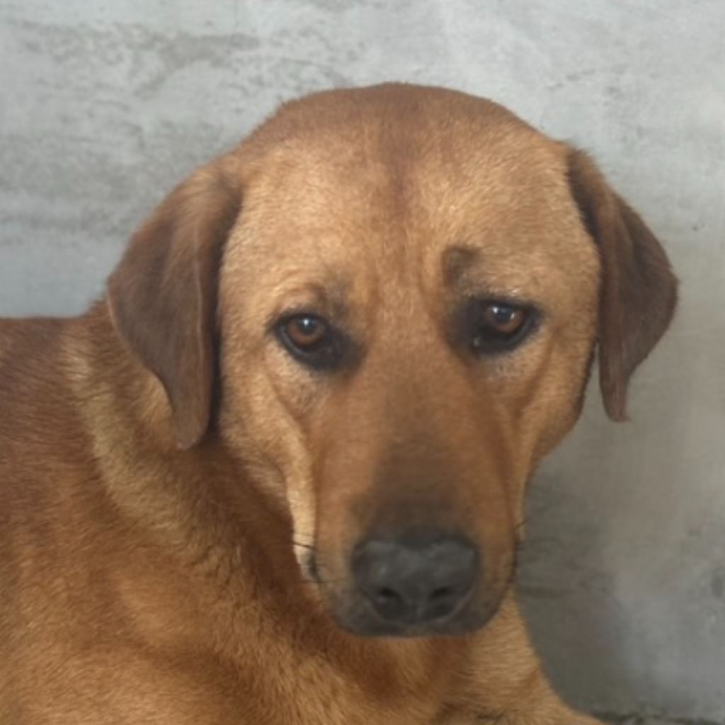 Tan adult male mixed-breed dog, Large, shelter no. …9021