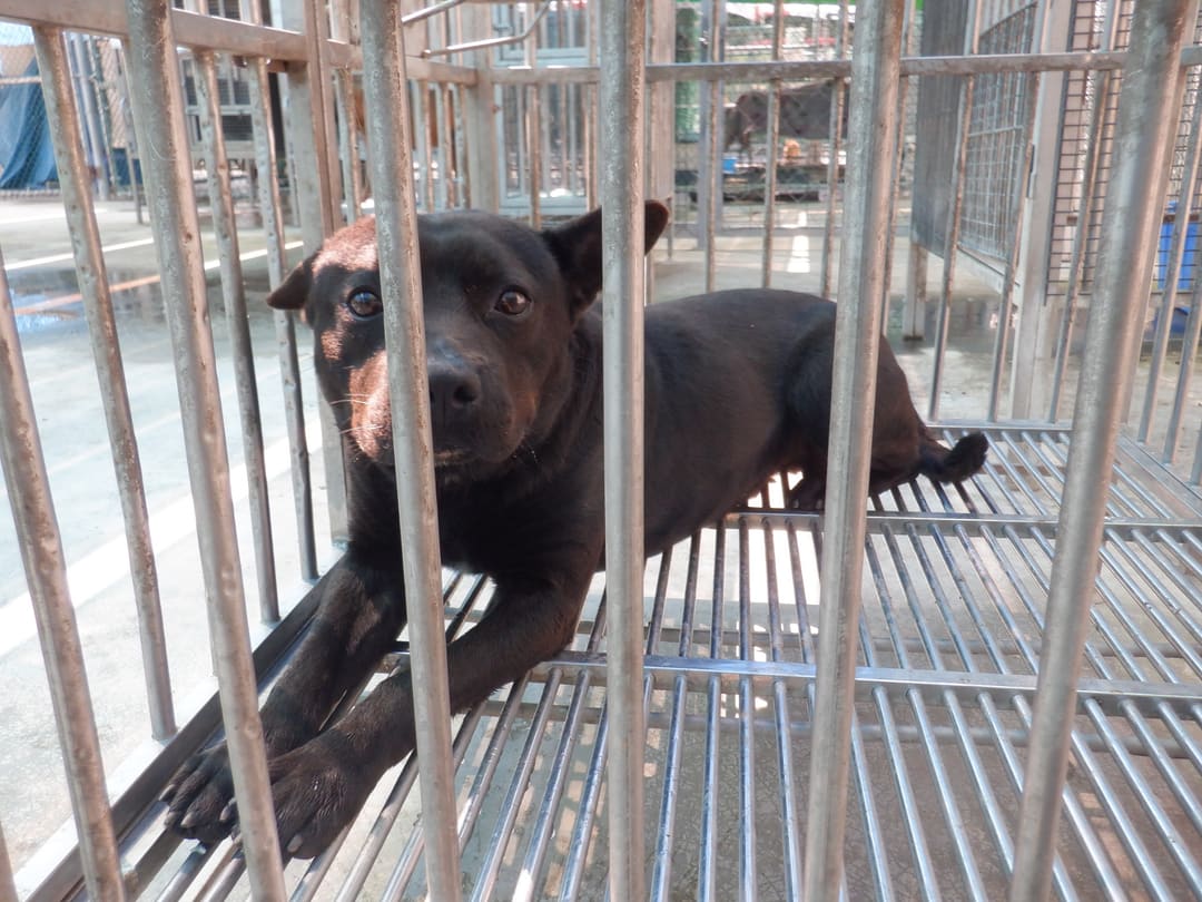 Black adult male mixed-breed dog, Medium, shelter no. …4870