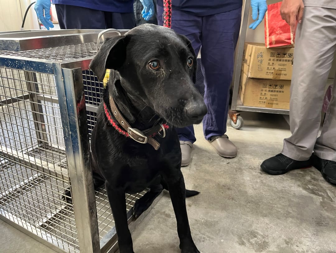 Photo of No. VAAAG113030503, Adult · Male · Medium · Mixed breed