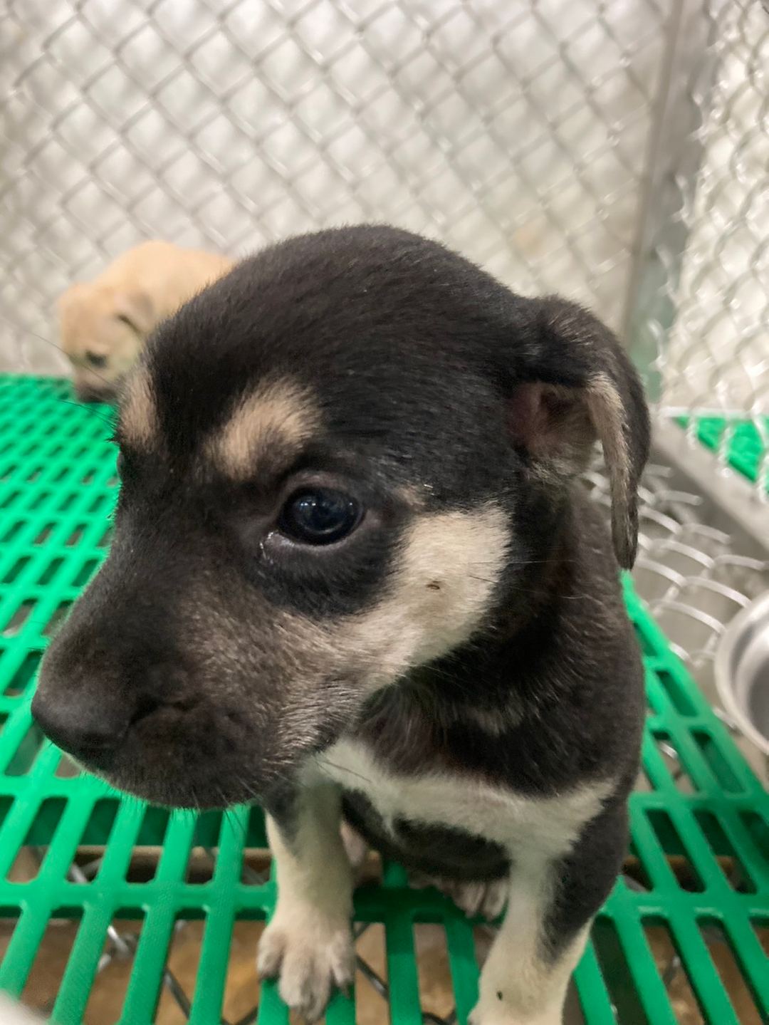 Photo of No. NAAAG1130306011, Young · Female · Small · Mixed breed