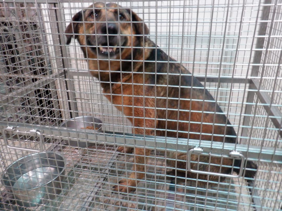 Photo of No. HAAAG1130306892, Adult · Male · Medium · Mixed breed