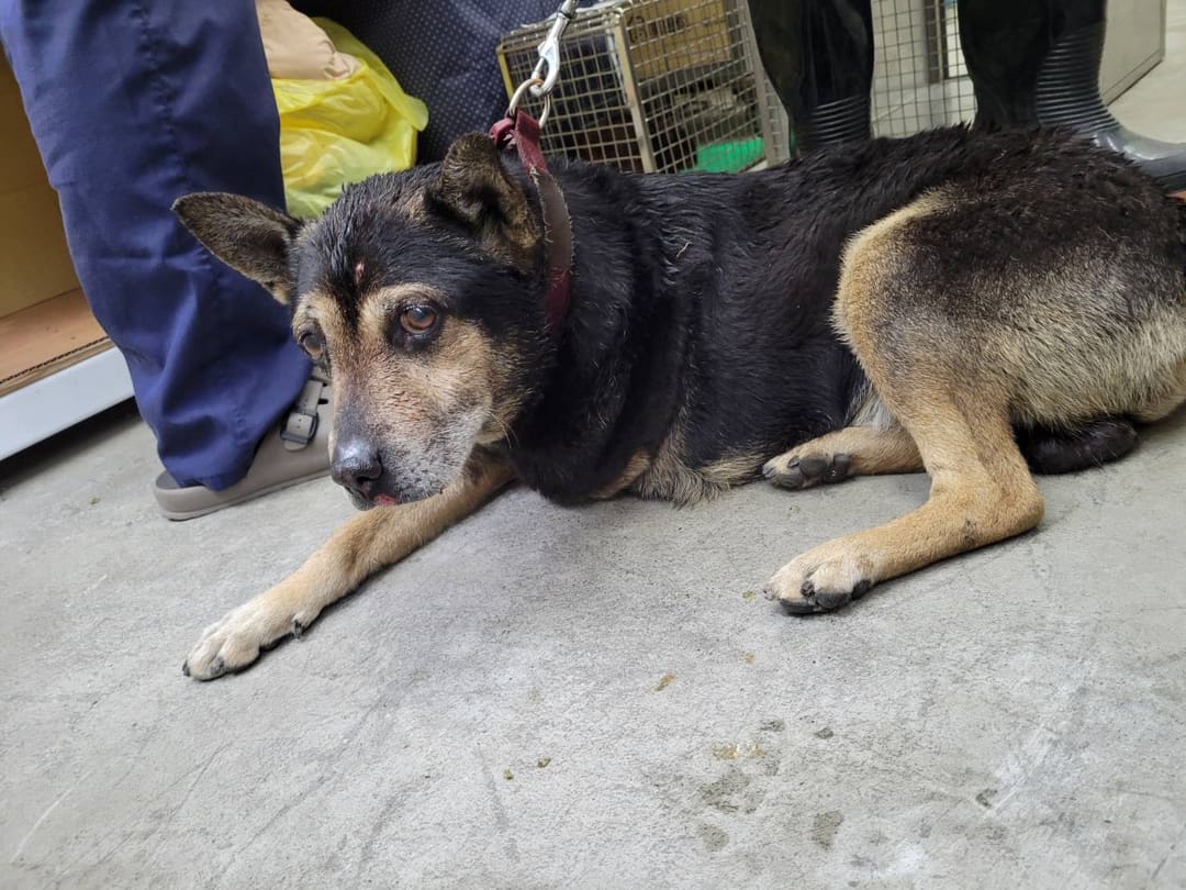 Black-and-brown adult male mixed-breed dog, Medium, shelter no. …0704