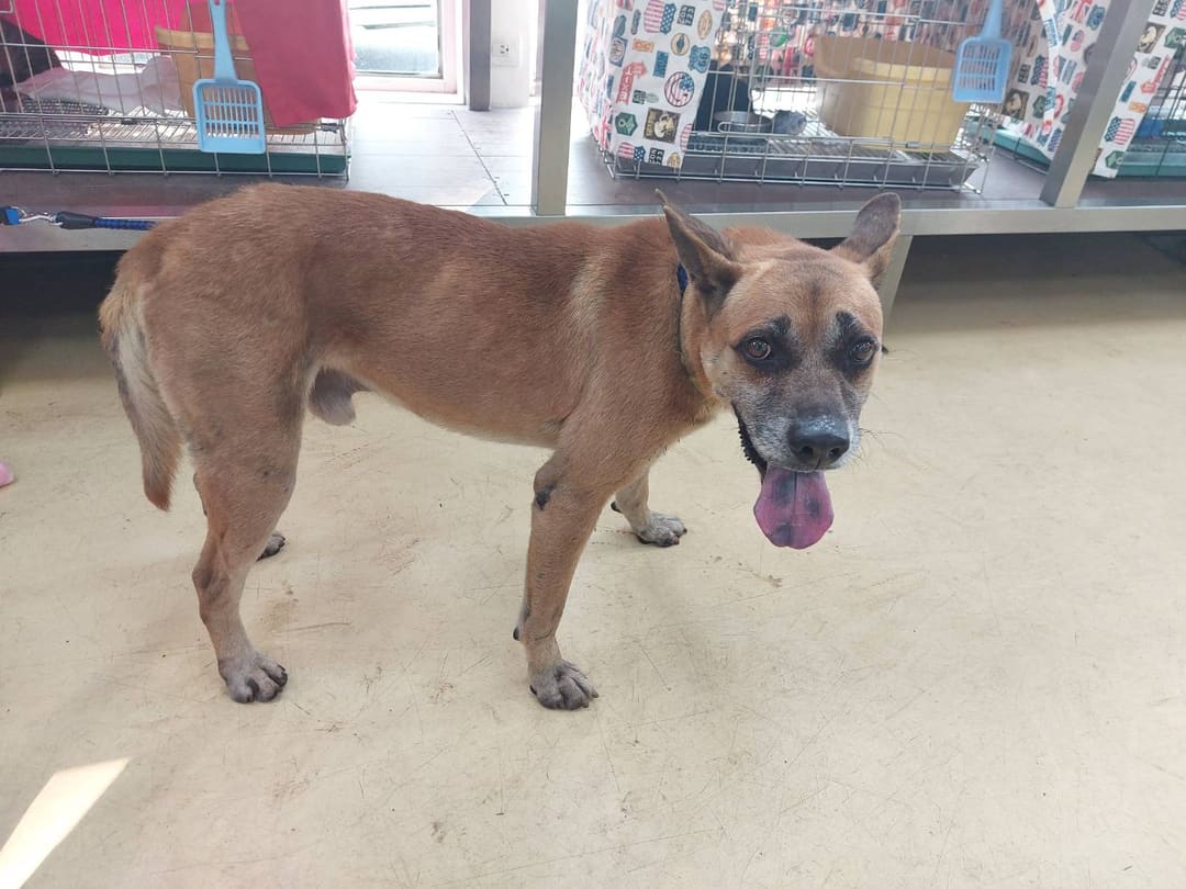 Photo of No. AAAEG1130309001, Adult · Male · Medium · Mixed breed