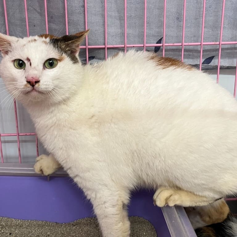 Photo of No. VAAAG113031203, Adult · Female · Medium · Mixed breed