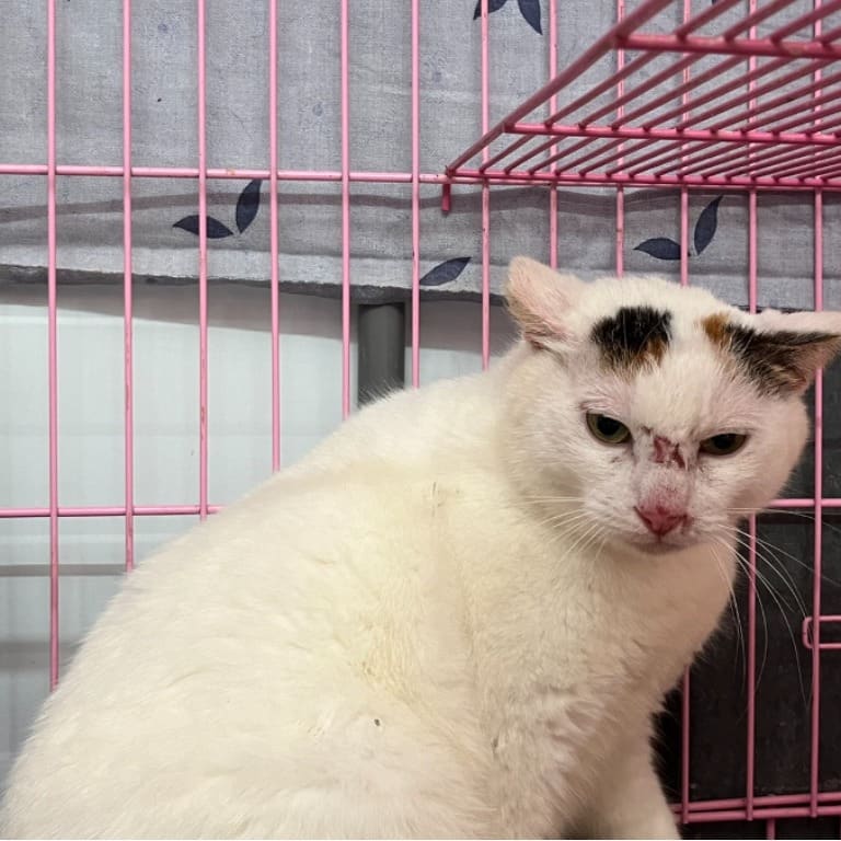 Photo of No. VAAAG113031204, Adult · Female · Medium · Mixed breed