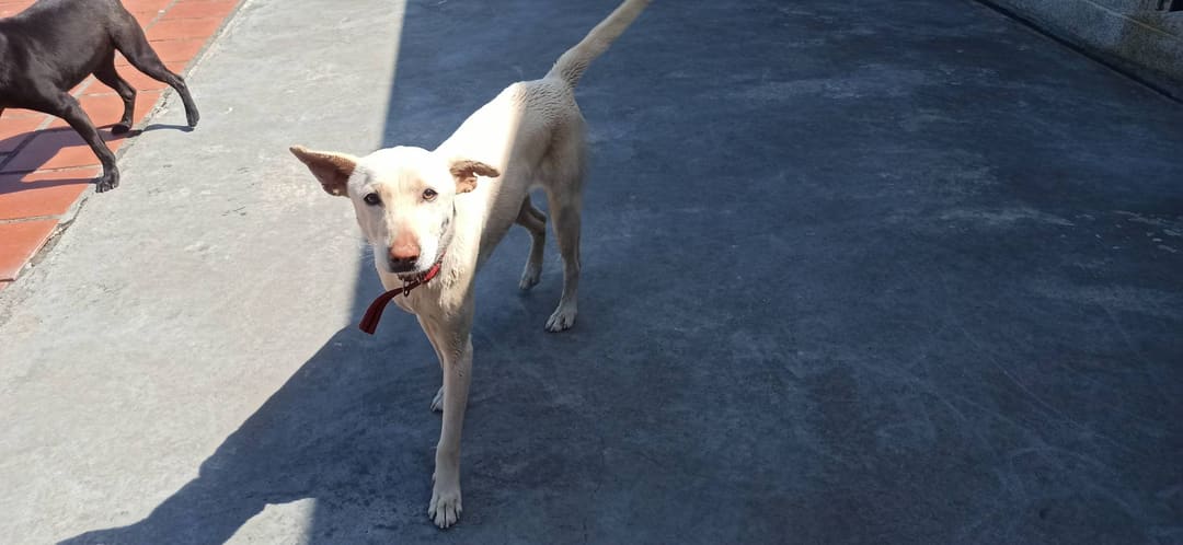 Photo of No. 1130311D01, Adult · Female · Medium · Mixed breed