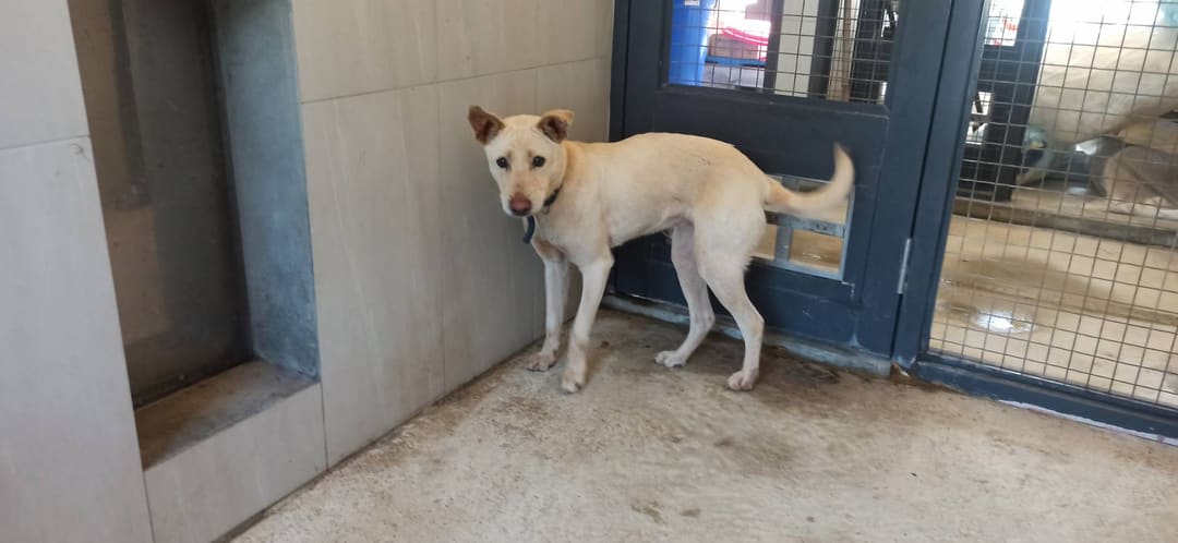 Photo of No. 1130311D02, Adult · Female · Medium · Mixed breed