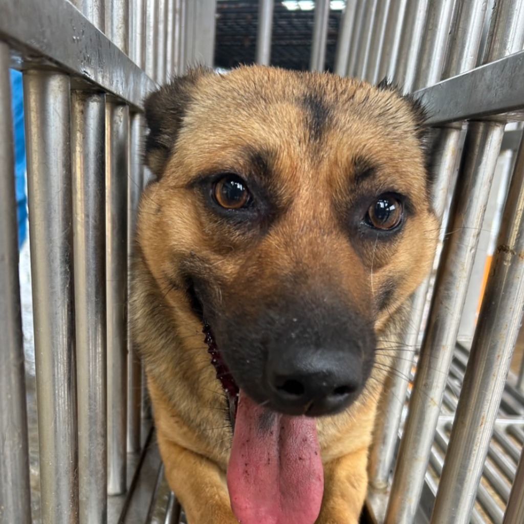 Black-and-tan adult female mixed-breed dog, Large, shelter no. …4016